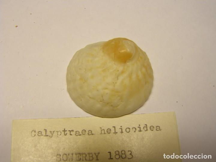 Coleccionismo de moluscos: Caracol snail shell calyptraea helicoidea. - Foto 2
