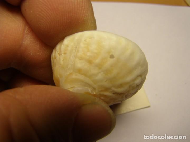 Coleccionismo de moluscos: Caracol snail shell calyptraea helicoidea. - Foto 3