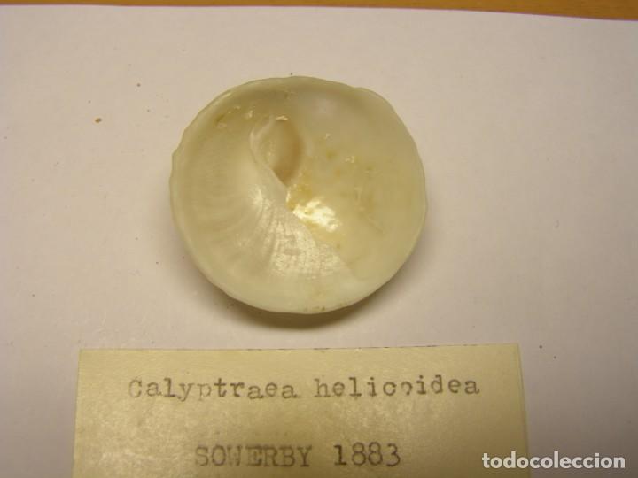 Coleccionismo de moluscos: Caracol snail shell calyptraea helicoidea. - Foto 4