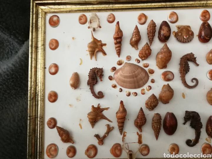 Coleccionismo de moluscos: Cuadro antiguo con caballitos de mar, almejas, caracolas, operculos ojos de buda migraña - Foto 2 - 192126467