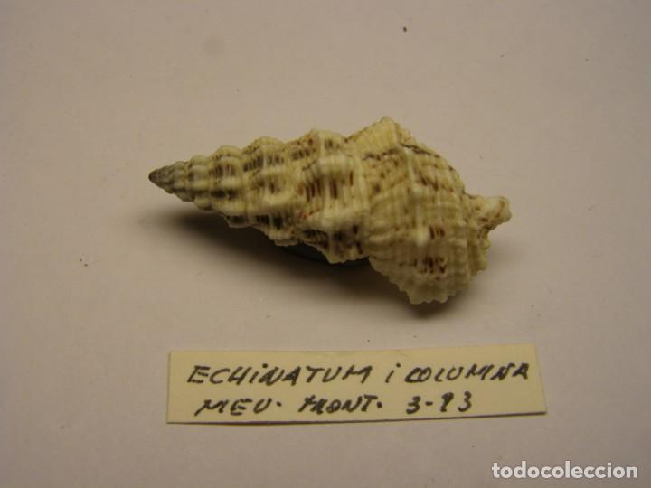 Coleccionismo de moluscos: Caracol snail shell cerithium columna. - Foto 1