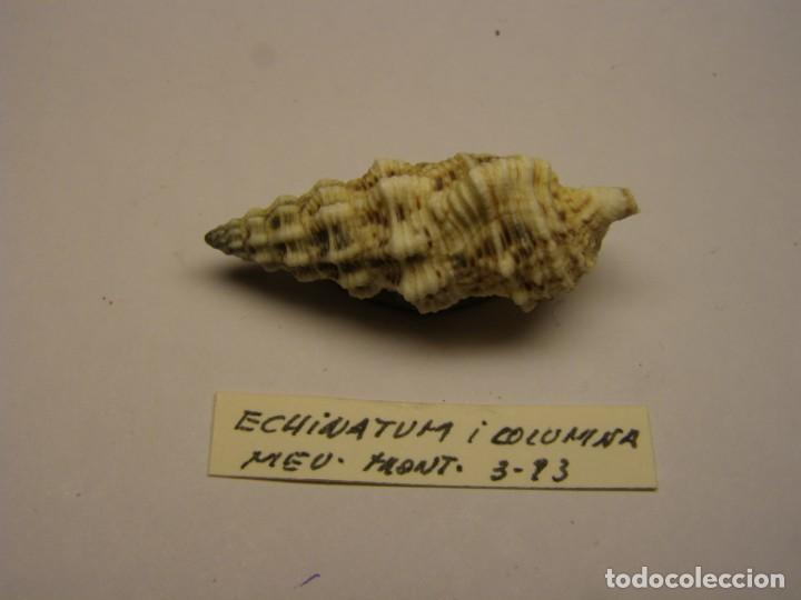 Coleccionismo de moluscos: Caracol snail shell cerithium columna. - Foto 2