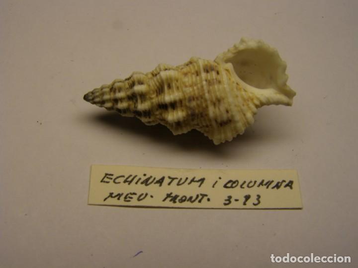 Coleccionismo de moluscos: Caracol snail shell cerithium columna. - Foto 3