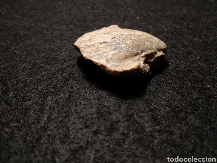 Coleccionismo de moluscos: Concha fosilizada - Foto 2