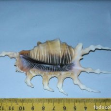 Collectionnisme de mollusques: MALACOLOGIA - PIEZA ORIGINAL COLECCION CONCHA CARACOLA MARINA MAR - ACUARIO PECERA TERRARIO . Lote 193353297