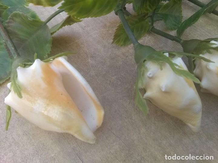 Coleccionismo de moluscos: Ramo de rosas de caracolas marinas - Foto 4