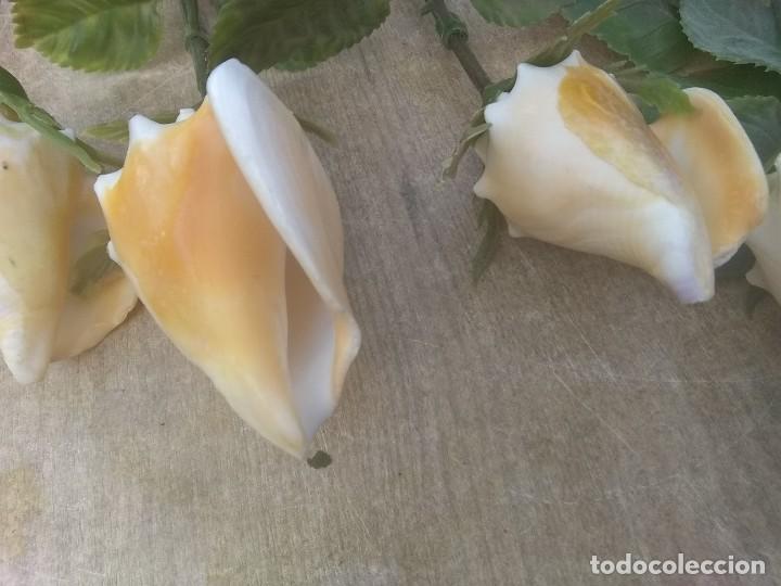 Coleccionismo de moluscos: Ramo de rosas de caracolas marinas - Foto 5