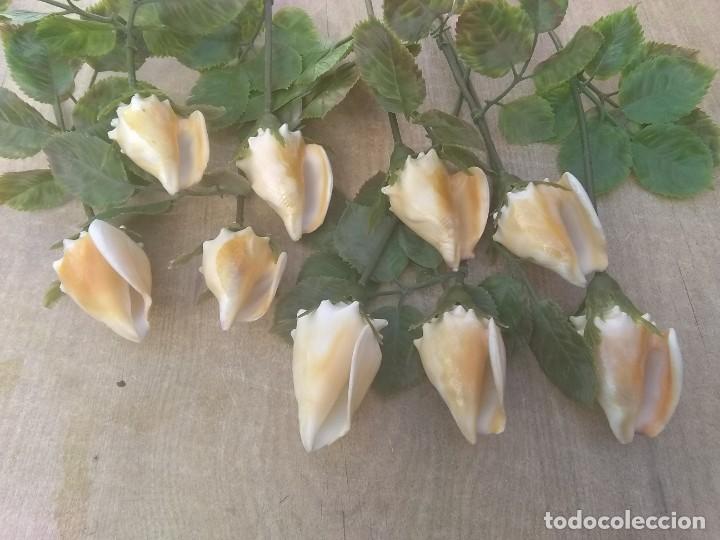 Coleccionismo de moluscos: Ramo de rosas de caracolas marinas - Foto 6