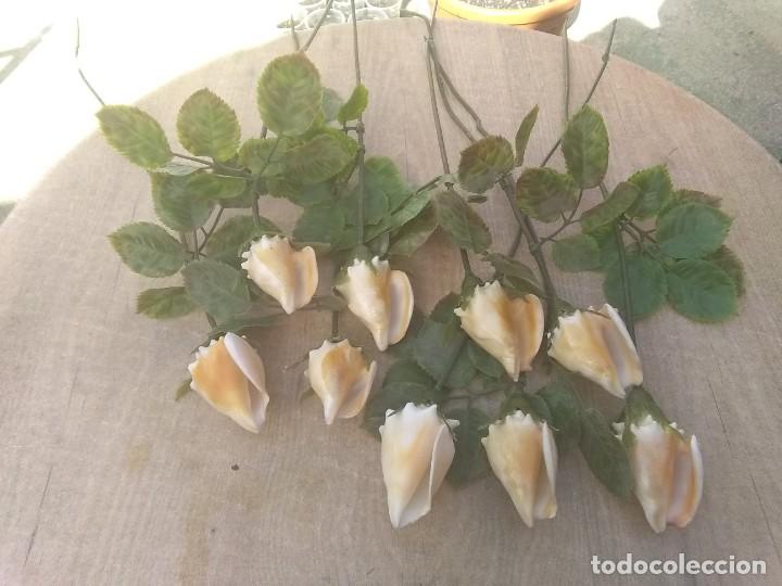 Coleccionismo de moluscos: Ramo de rosas de caracolas marinas - Foto 10