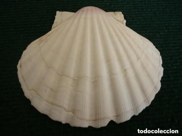 Coleccionismo de moluscos: CONCHA DE PEREGRINO - Foto 1