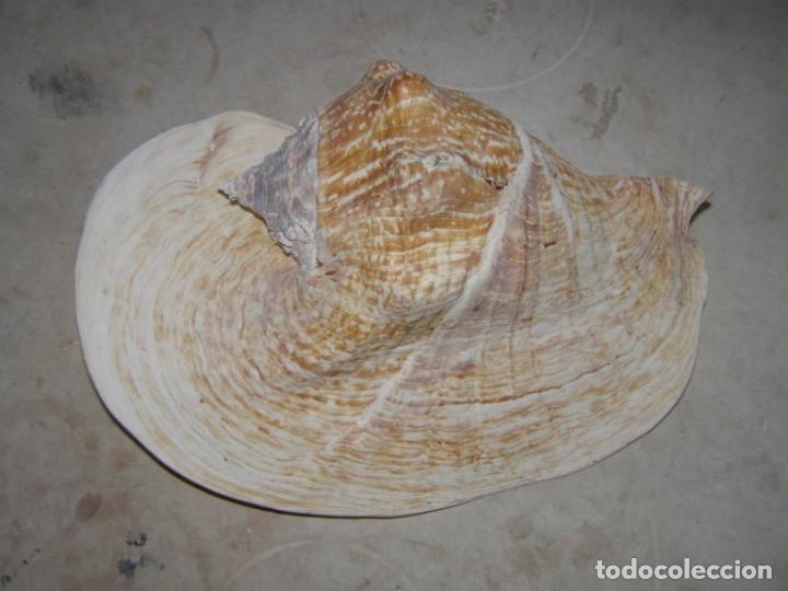 Coleccionismo de moluscos: Caracol shell snail strombus goliath. Brasil. - Foto 1