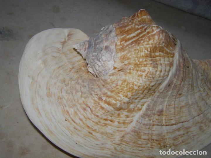 Coleccionismo de moluscos: Caracol shell snail strombus goliath. Brasil. - Foto 2