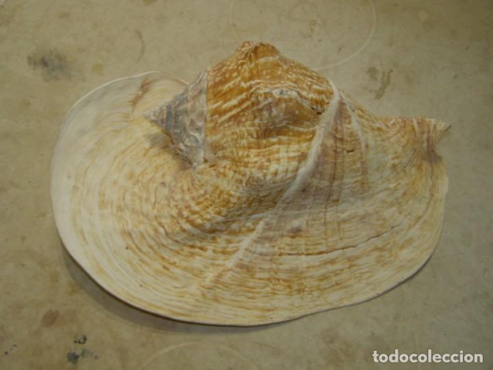 Coleccionismo de moluscos: Caracol shell snail strombus goliath. Brasil. - Foto 3