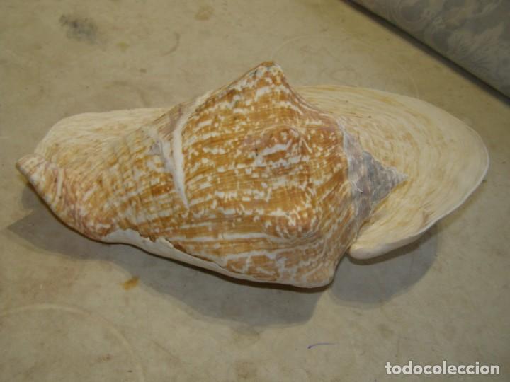 Coleccionismo de moluscos: Caracol shell snail strombus goliath. Brasil. - Foto 4