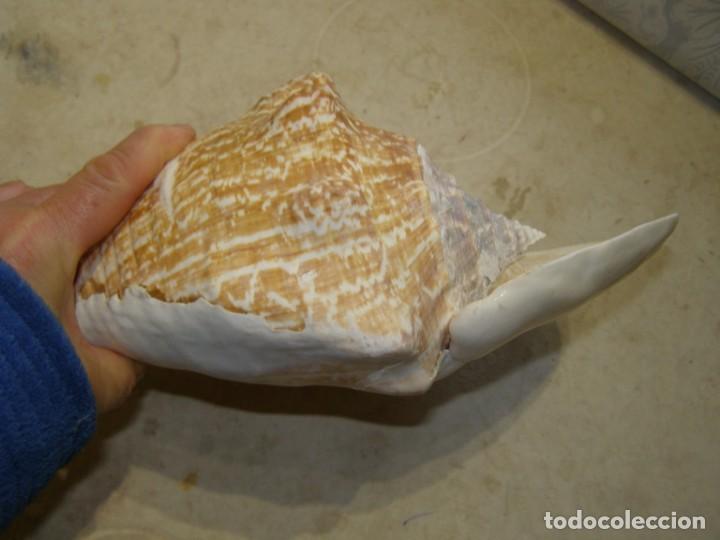 Coleccionismo de moluscos: Caracol shell snail strombus goliath. Brasil. - Foto 5