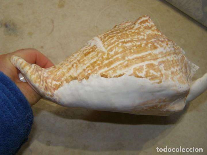 Coleccionismo de moluscos: Caracol shell snail strombus goliath. Brasil. - Foto 6
