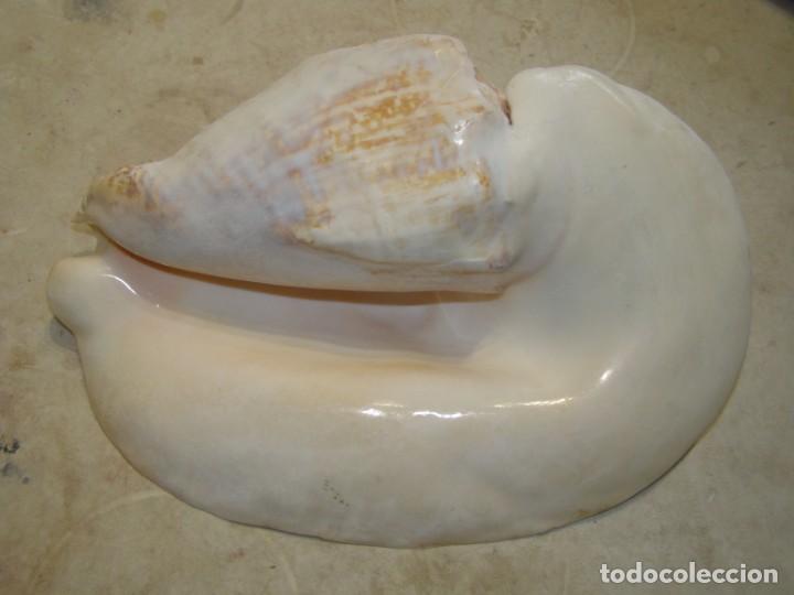Coleccionismo de moluscos: Caracol shell snail strombus goliath. Brasil. - Foto 7