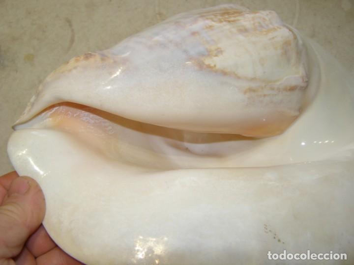 Coleccionismo de moluscos: Caracol shell snail strombus goliath. Brasil. - Foto 8