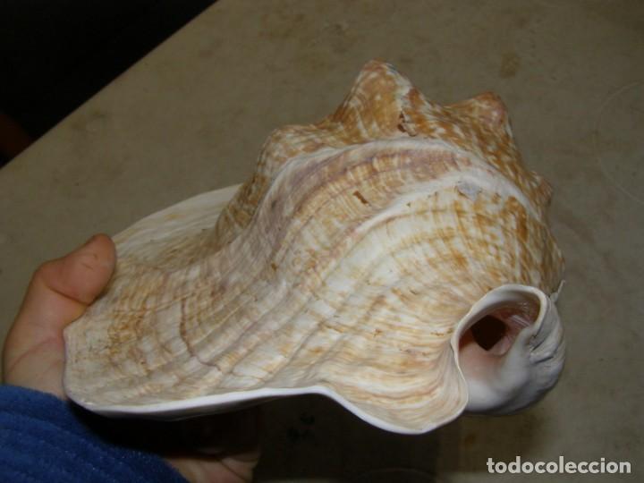 Coleccionismo de moluscos: Caracol shell snail strombus goliath. Brasil. - Foto 9