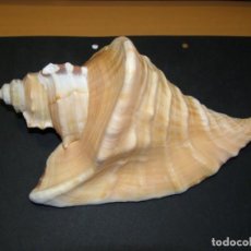 Collezionismo di molluschi: CARACOL SHELL SNAIL CYMATIUM RADERI. BRASIL.