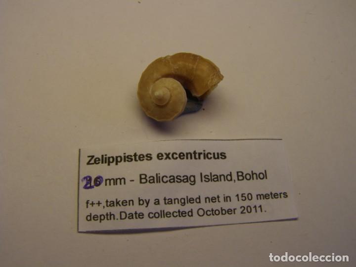 Coleccionismo de moluscos: Caracol snail shell zelippistes excentricus. Bohol. - Foto 1