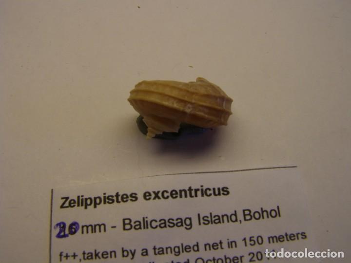 Coleccionismo de moluscos: Caracol snail shell zelippistes excentricus. Bohol. - Foto 2