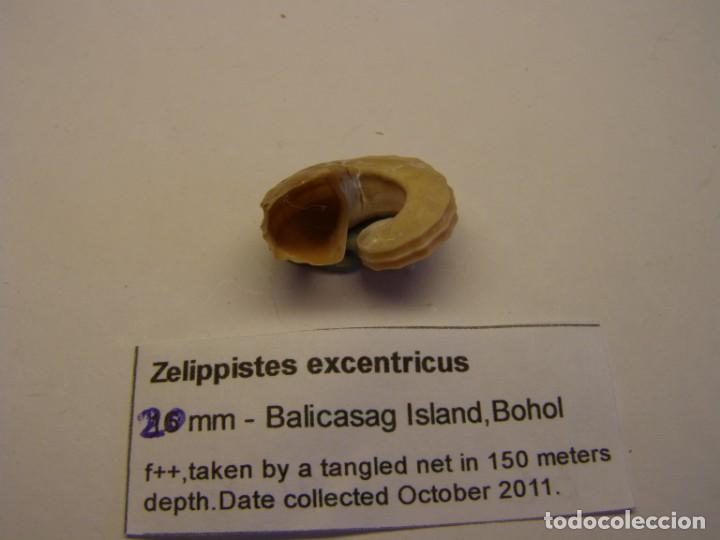 Coleccionismo de moluscos: Caracol snail shell zelippistes excentricus. Bohol. - Foto 3