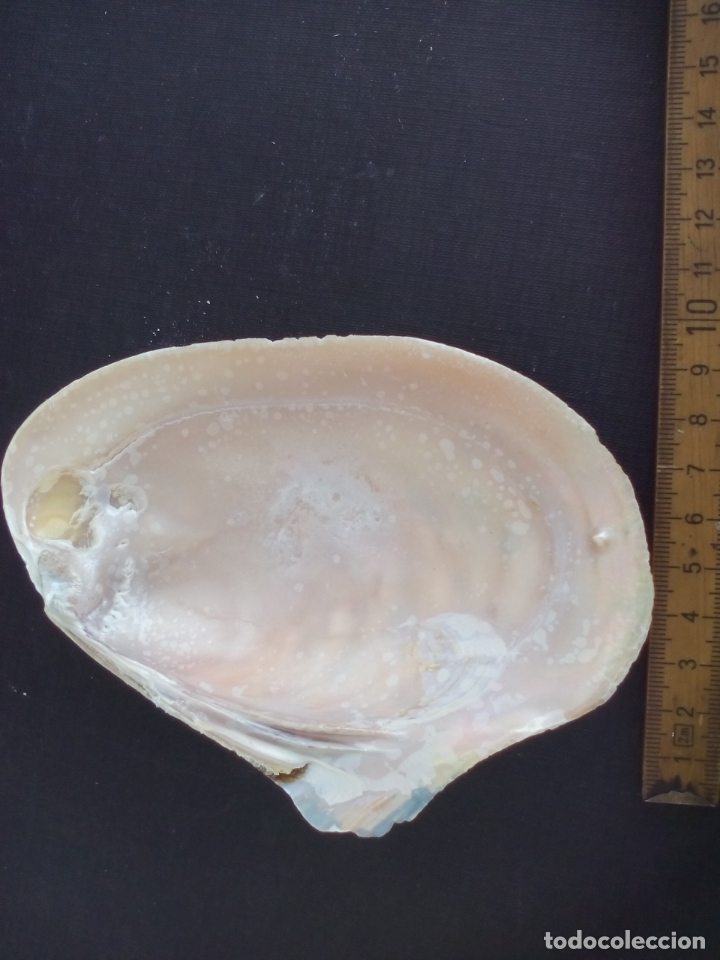 Coleccionismo de moluscos: CONCHA de mar. - Foto 2