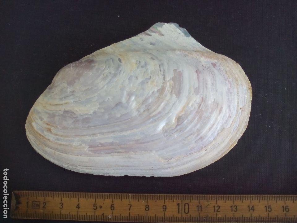 Coleccionismo de moluscos: CONCHA de mar. - Foto 1
