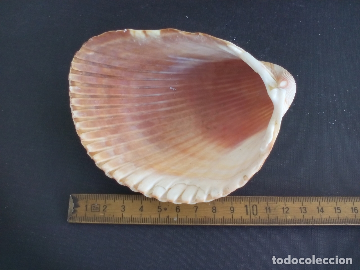 Coleccionismo de moluscos: CONCHA de mar. - Foto 2