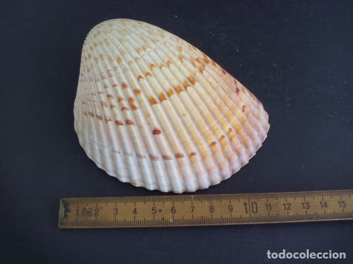 Coleccionismo de moluscos: CONCHA de mar. - Foto 1