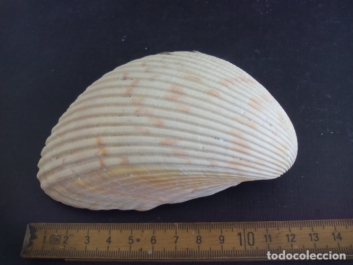 Coleccionismo de moluscos: CONCHA de mar. - Foto 2