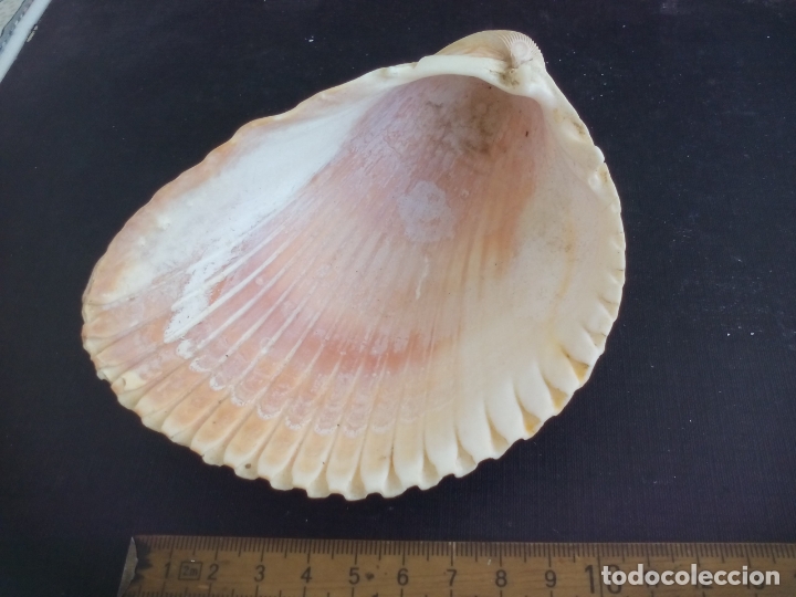 Coleccionismo de moluscos: CONCHA de mar. - Foto 3