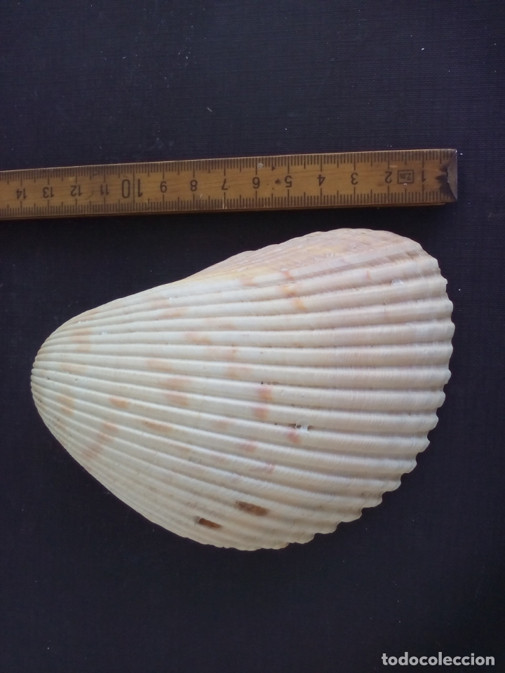 Coleccionismo de moluscos: CONCHA de mar. - Foto 1
