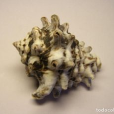 Collezionismo di molluschi: CARACOL SNAIL SHELL VASUM TURBINELLUS. FILIPINAS. Nº 1.