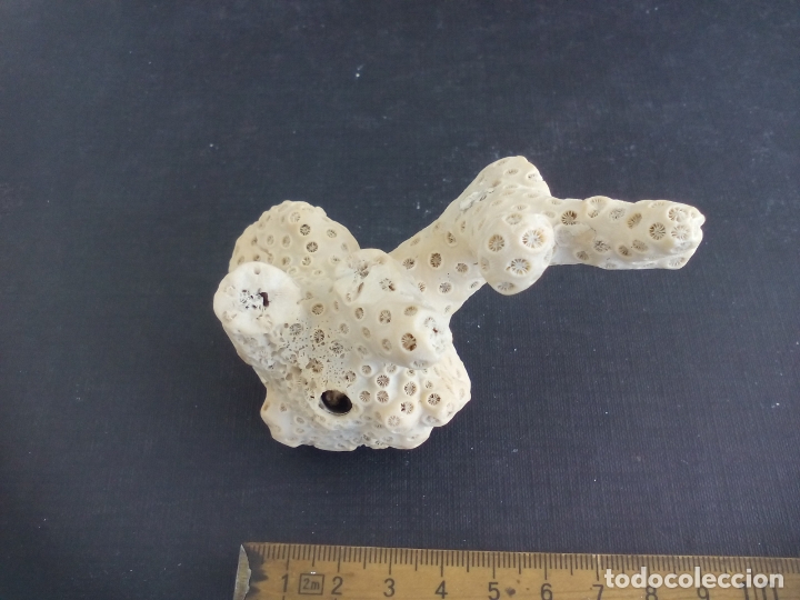 Coleccionismo de moluscos: Coral o esponja marina. - Foto 2