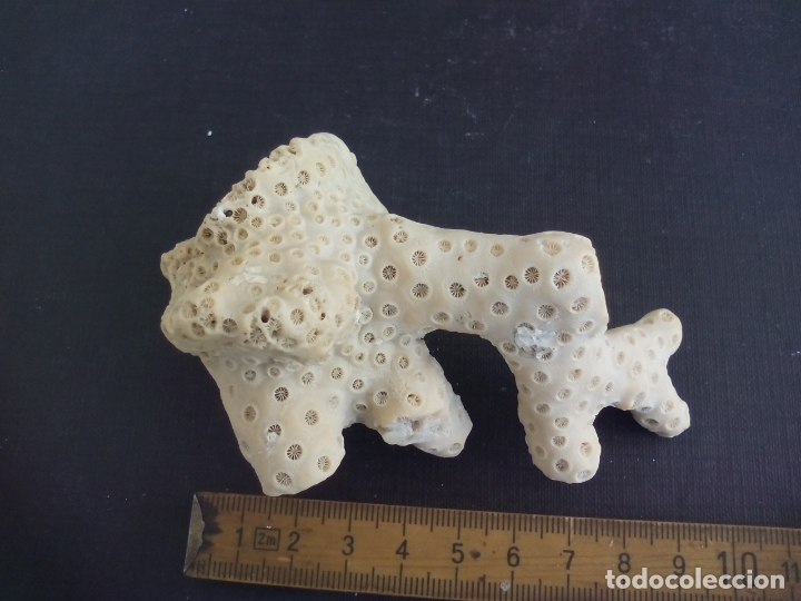 Coleccionismo de moluscos: Coral o esponja marina. - Foto 3