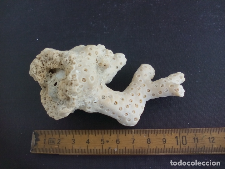 Coleccionismo de moluscos: Coral o esponja marina. - Foto 1