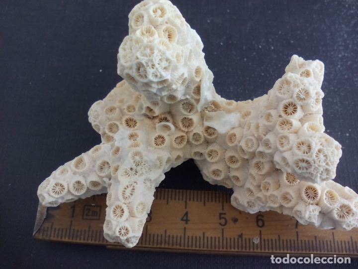 Coleccionismo de moluscos: Coral o esponja marina. - Foto 2