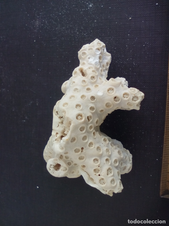 Coleccionismo de moluscos: Coral o esponja marina. - Foto 3