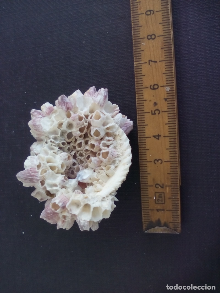 Coleccionismo de moluscos: Coral o esponja marina. - Foto 2