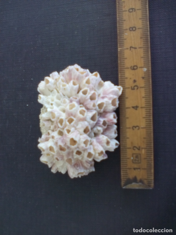 Coleccionismo de moluscos: Coral o esponja marina. - Foto 1