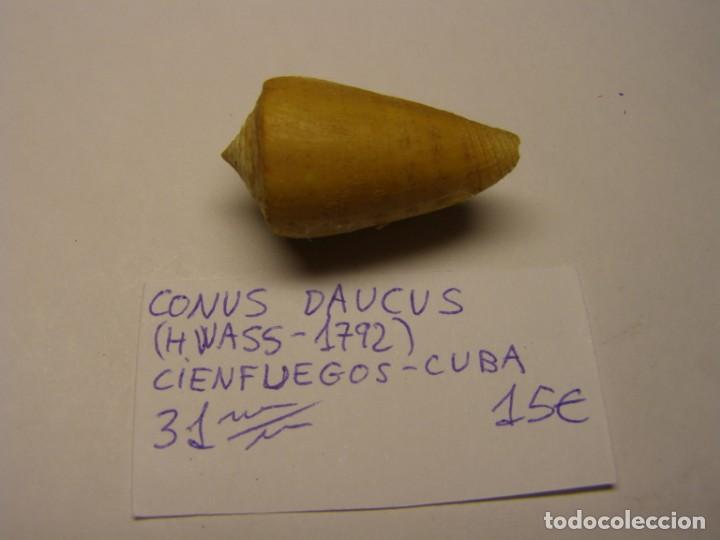 Coleccionismo de moluscos: Caracol snail shell conus daucus. Cuba. - Foto 1