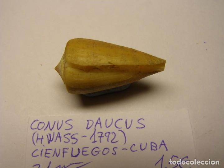 Coleccionismo de moluscos: Caracol snail shell conus daucus. Cuba. - Foto 2
