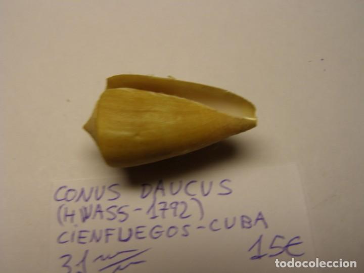 Coleccionismo de moluscos: Caracol snail shell conus daucus. Cuba. - Foto 3