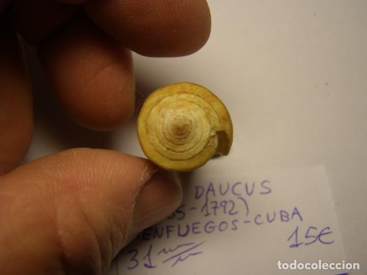 Coleccionismo de moluscos: Caracol snail shell conus daucus. Cuba. - Foto 4