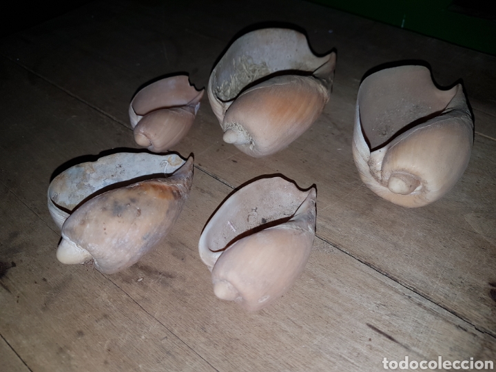 Coleccionismo de moluscos: Coleccion caracolas marinas - Foto 2
