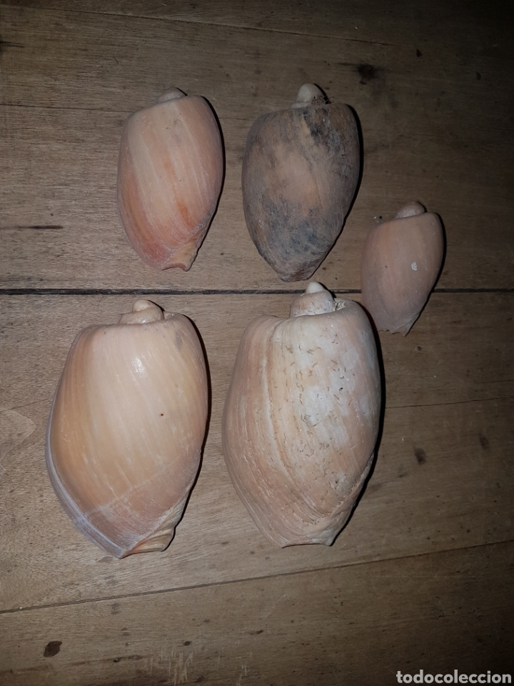 Coleccionismo de moluscos: Coleccion caracolas marinas - Foto 1