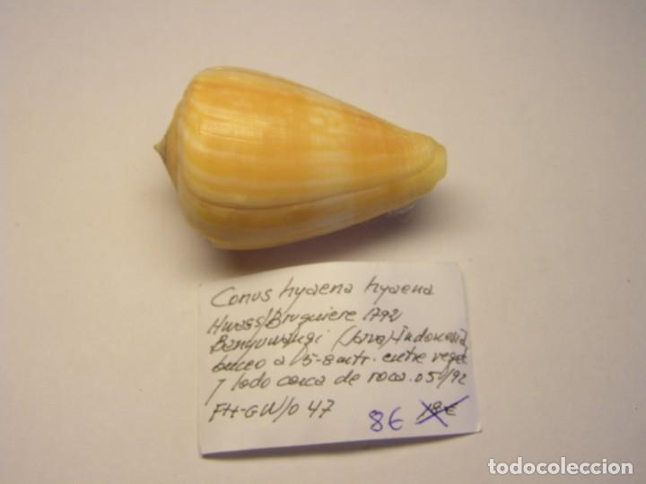Coleccionismo de moluscos: Caracol snail shell , conus hyaena hyaena. Java. - Foto 1