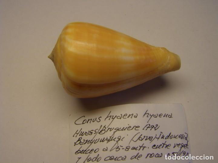 Coleccionismo de moluscos: Caracol snail shell , conus hyaena hyaena. Java. - Foto 2